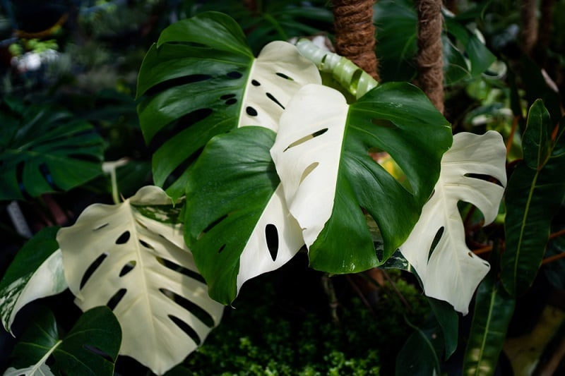 Le monstera variegata, une plante d